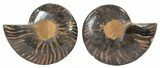 Split Black/Orange Ammonite Pair - Unusual Coloration #55592-1